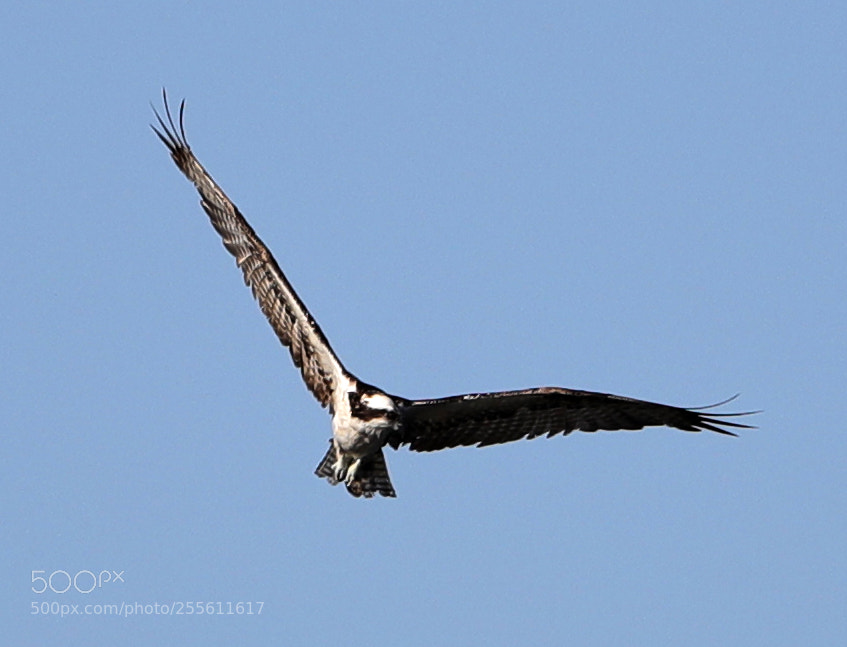 Canon EOS-1D X Mark II sample photo. 04-28-18-0014968.jpg photography