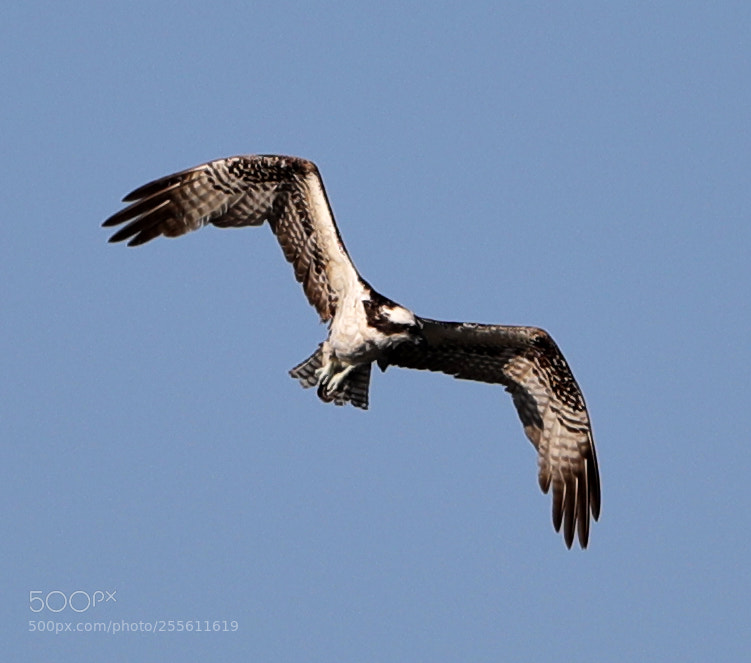 Canon EOS-1D X Mark II sample photo. 04-28-18-0014967.jpg photography