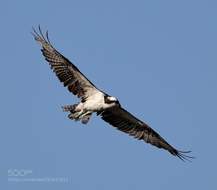 Canon EOS-1D X Mark II sample photo. 04-28-18-0014966.jpg photography