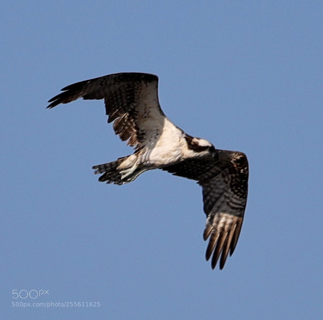 Canon EOS-1D X Mark II sample photo. 04-28-18-0014964.jpg photography