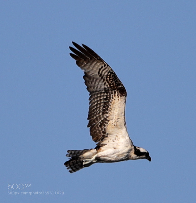 Canon EOS-1D X Mark II sample photo. 04-28-18-0014962.jpg photography