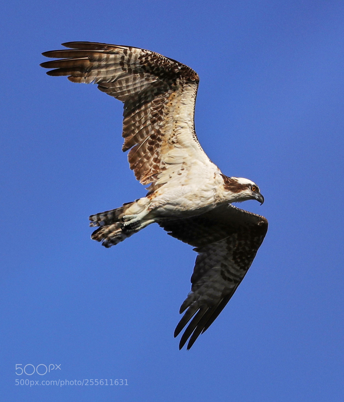 Canon EOS-1D X Mark II sample photo. 04-28-18-0014961.jpg photography