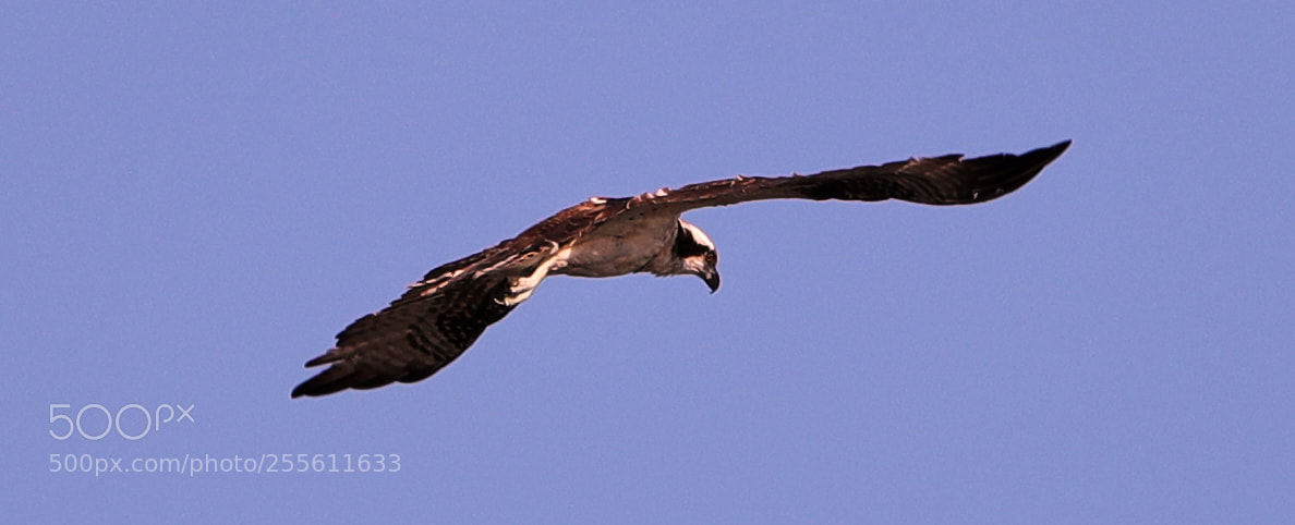 Canon EOS-1D X Mark II sample photo. 04-28-18-0014960.jpg photography