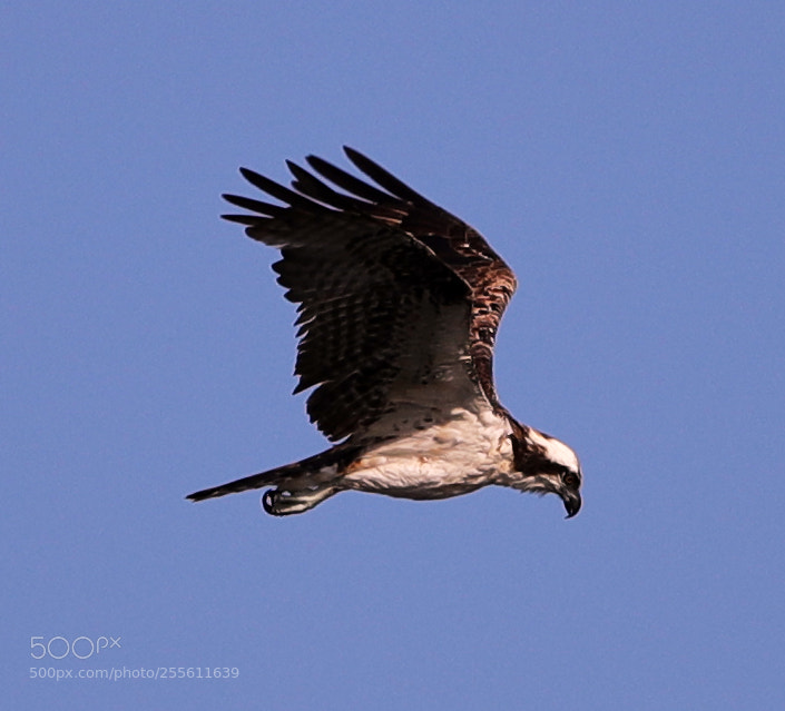 Canon EOS-1D X Mark II sample photo. 04-28-18-0014958.jpg photography