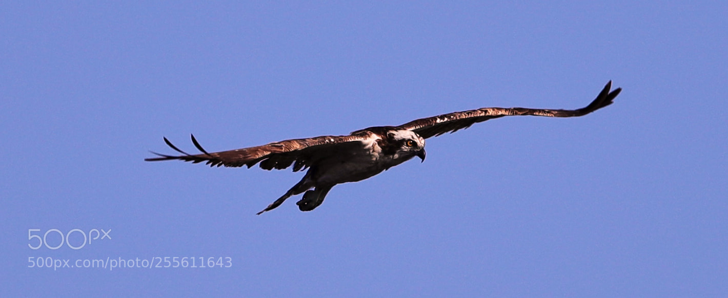 Canon EOS-1D X Mark II sample photo. 04-28-18-0014956.jpg photography