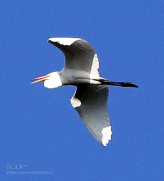 Canon EOS-1D X Mark II sample photo. 04-28-18-0014953.jpg photography