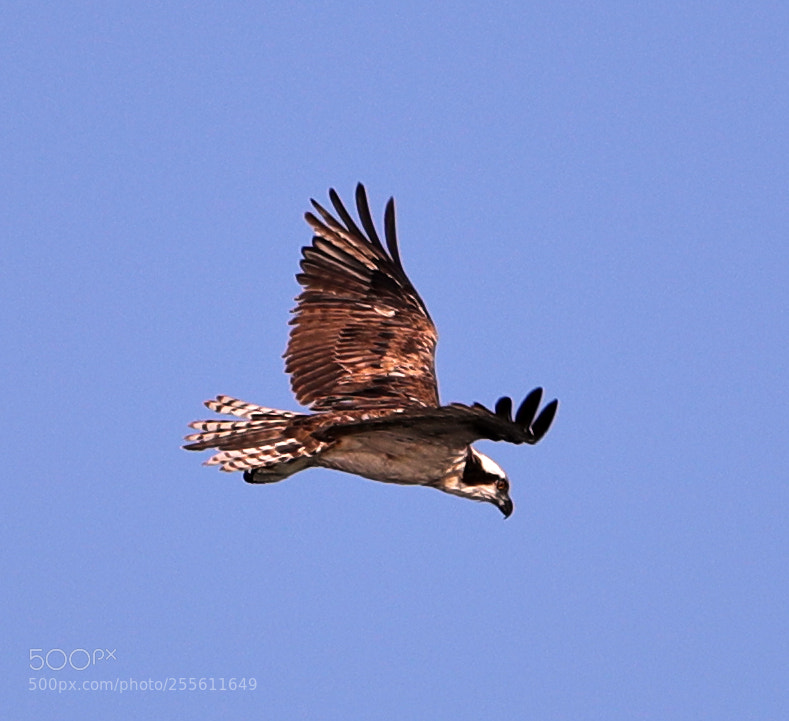 Canon EOS-1D X Mark II sample photo. 04-28-18-0014959.jpg photography