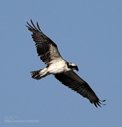 Canon EOS-1D X Mark II sample photo. 04-28-18-0014952.jpg photography