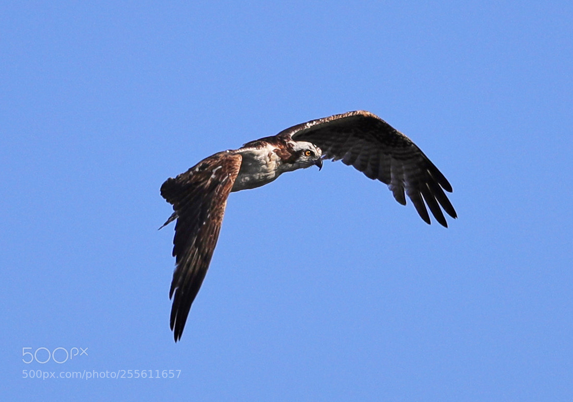 Canon EOS-1D X Mark II sample photo. 04-28-18-0014957.jpg photography