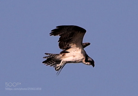 Canon EOS-1D X Mark II sample photo. 04-28-18-0014950.jpg photography
