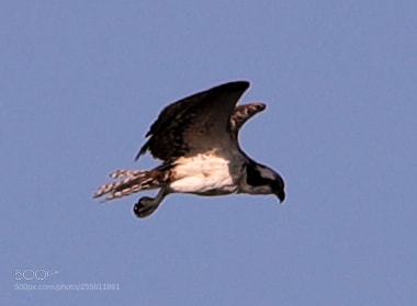 Canon EOS-1D X Mark II sample photo. 04-28-18-0014949.jpg photography