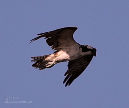 Canon EOS-1D X Mark II sample photo. 04-28-18-0014948.jpg photography