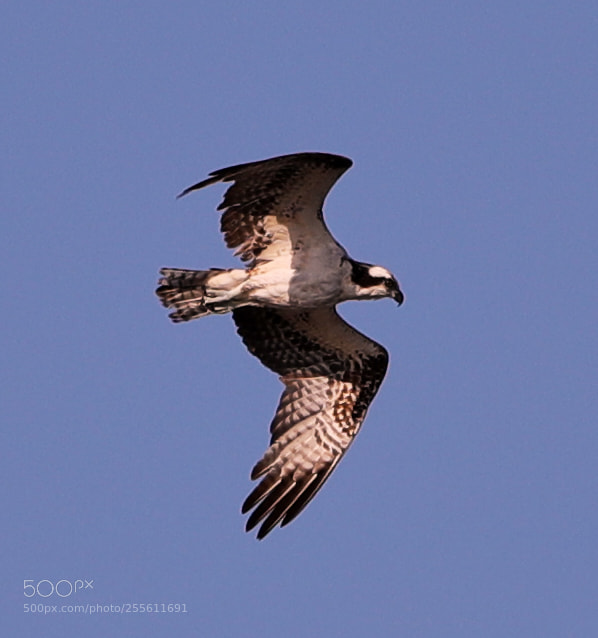 Canon EOS-1D X Mark II sample photo. 04-28-18-0014947.jpg photography