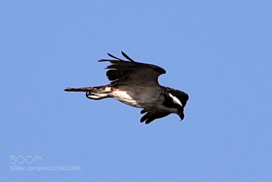 Canon EOS-1D X Mark II sample photo. 04-28-18-0014946.jpg photography