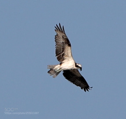 Canon EOS-1D X Mark II sample photo. 04-28-18-0014945.jpg photography