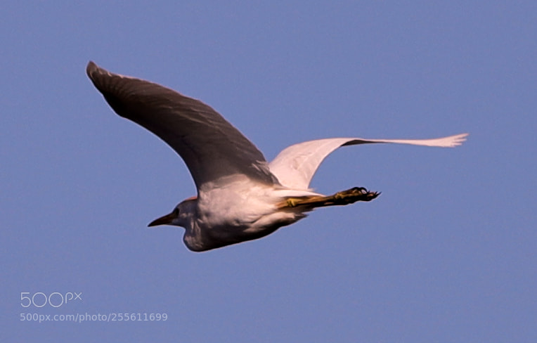 Canon EOS-1D X Mark II sample photo. 04-28-18-0014944.jpg photography