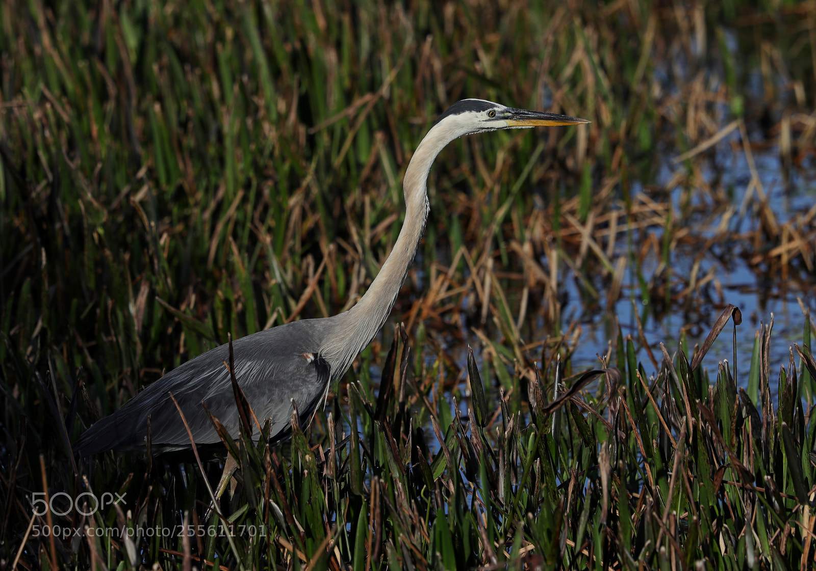 Canon EOS-1D X Mark II sample photo. 04-28-18-0014985.jpg photography