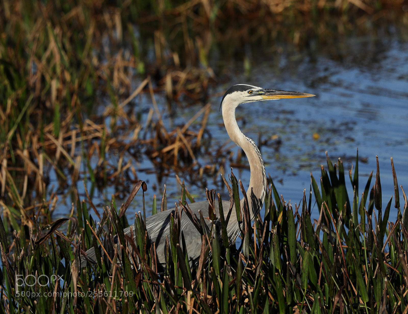 Canon EOS-1D X Mark II sample photo. 04-28-18-0014981.jpg photography
