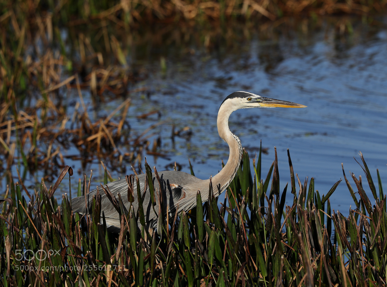 Canon EOS-1D X Mark II sample photo. 04-28-18-0014980.jpg photography