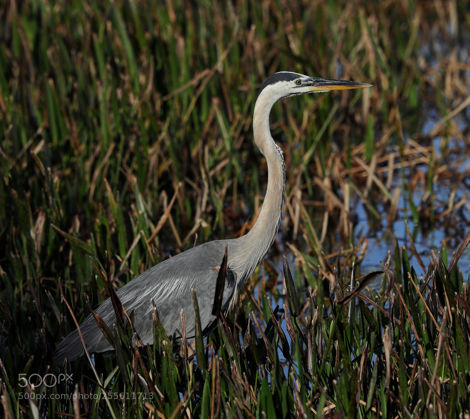 Canon EOS-1D X Mark II sample photo. 04-28-18-0014984.jpg photography