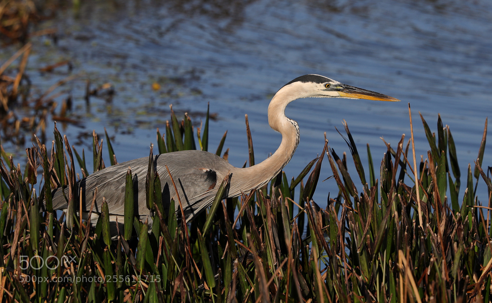 Canon EOS-1D X Mark II sample photo. 04-28-18-0014979.jpg photography