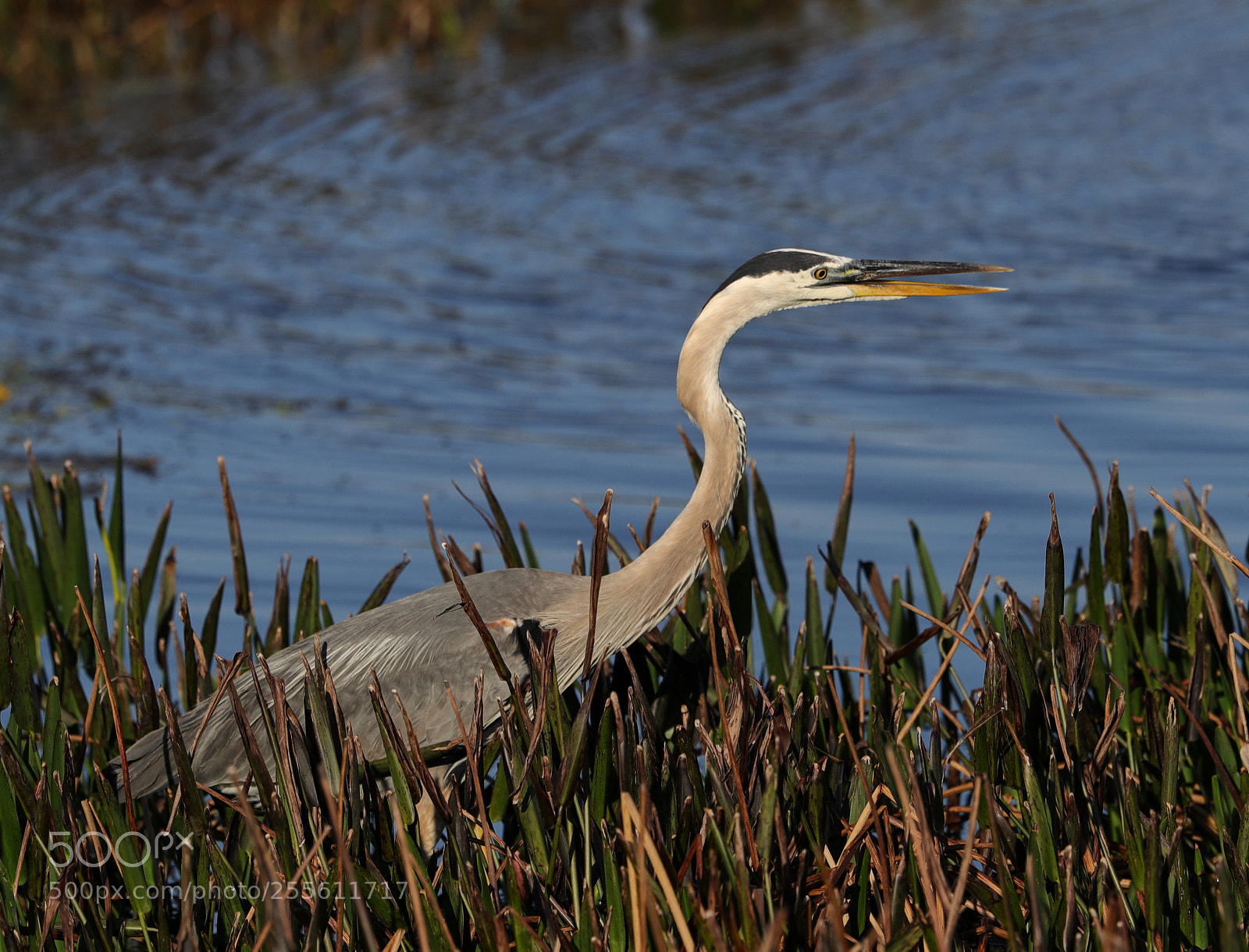 Canon EOS-1D X Mark II sample photo. 04-28-18-0014978.jpg photography