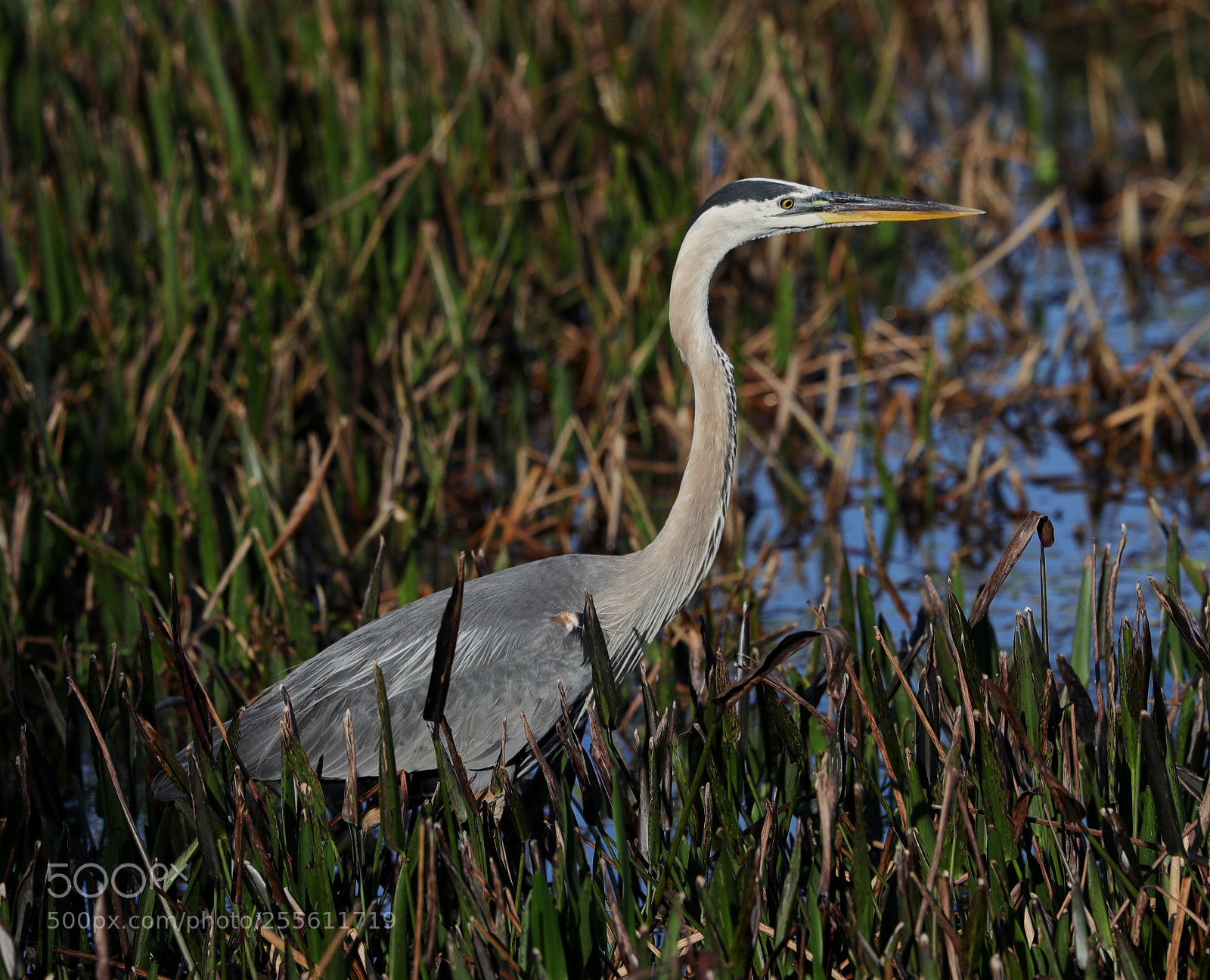 Canon EOS-1D X Mark II sample photo. 04-28-18-0014983.jpg photography