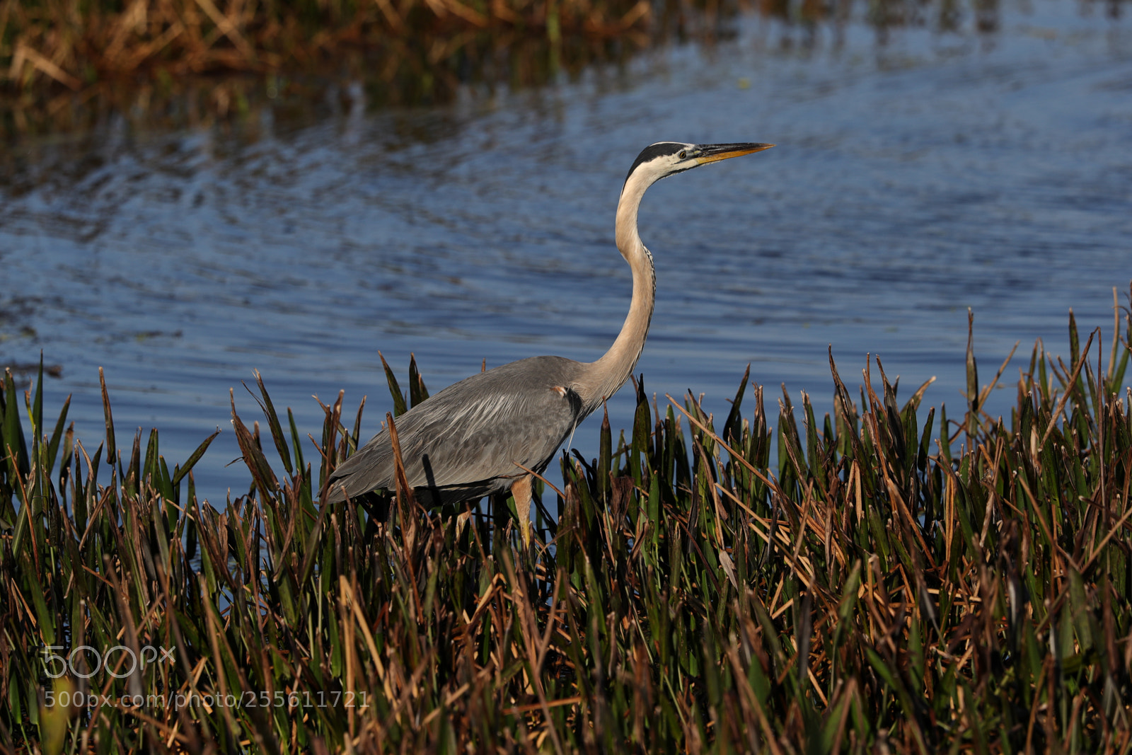 Canon EOS-1D X Mark II sample photo. 04-28-18-0014977.jpg photography