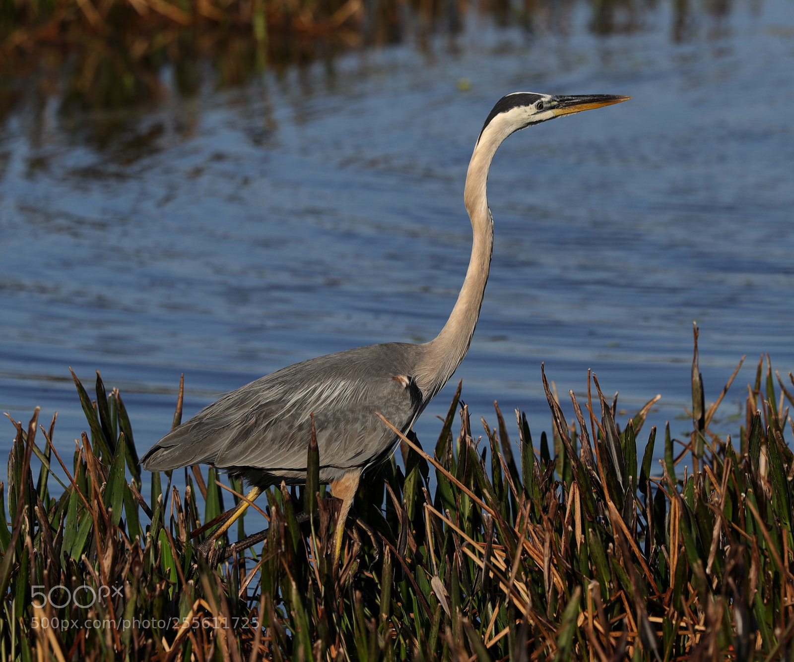 Canon EOS-1D X Mark II sample photo. 04-28-18-0014976.jpg photography