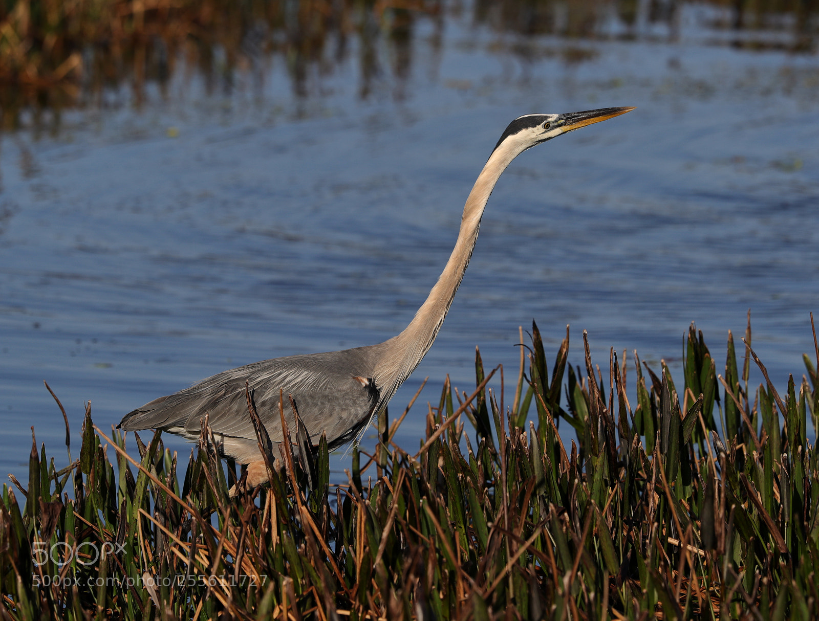 Canon EOS-1D X Mark II sample photo. 04-28-18-0014975.jpg photography