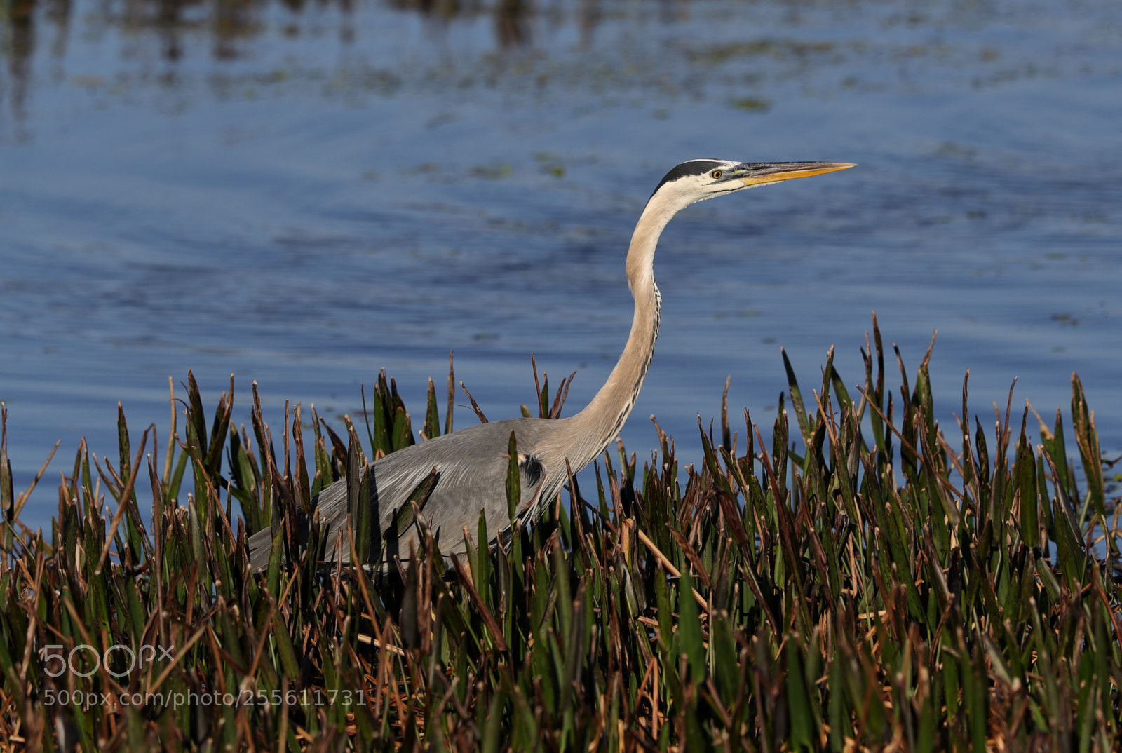 Canon EOS-1D X Mark II sample photo. 04-28-18-0014974.jpg photography