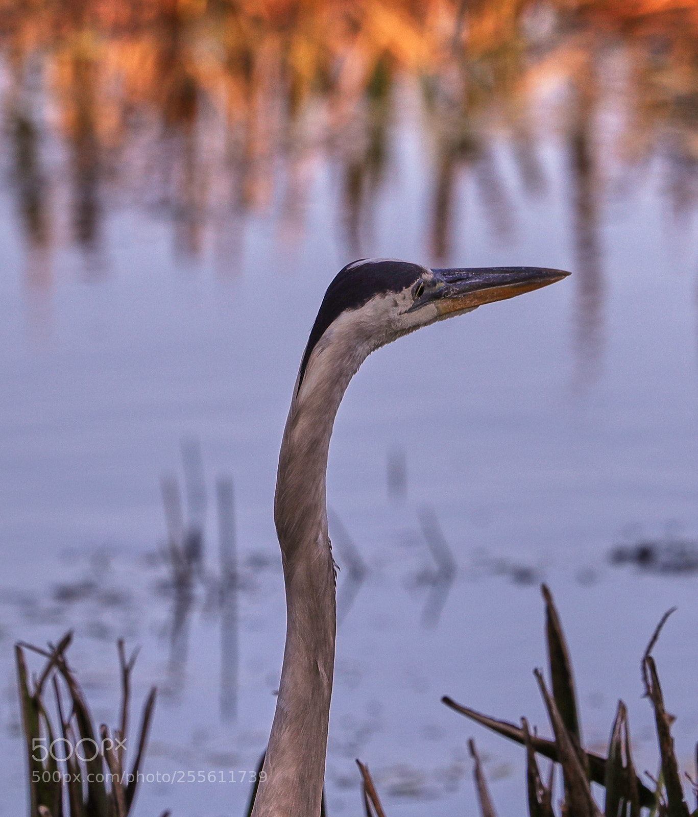 Canon EOS-1D X Mark II sample photo. 04-28-18-0015021.jpg photography