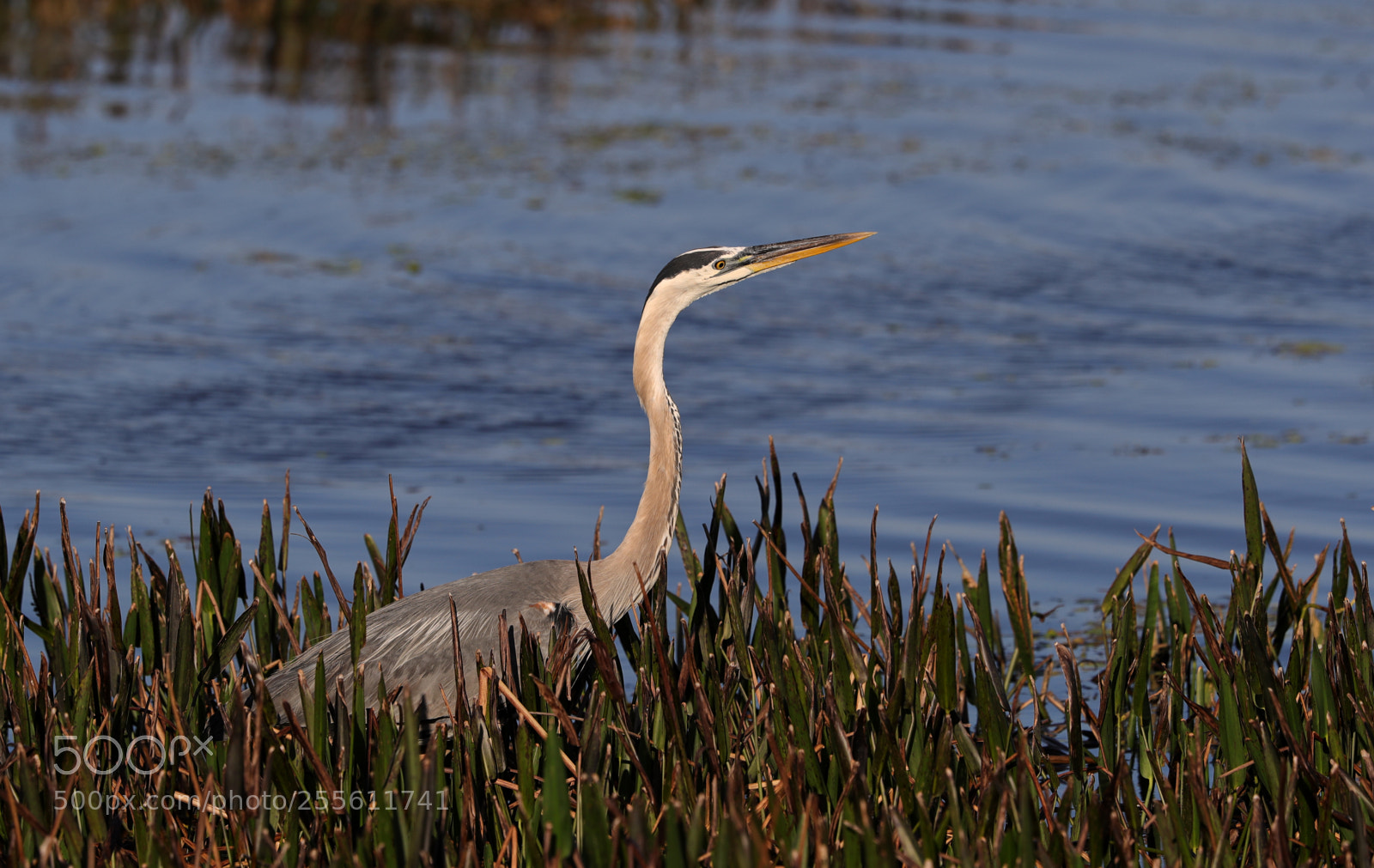 Canon EOS-1D X Mark II sample photo. 04-28-18-0014973.jpg photography