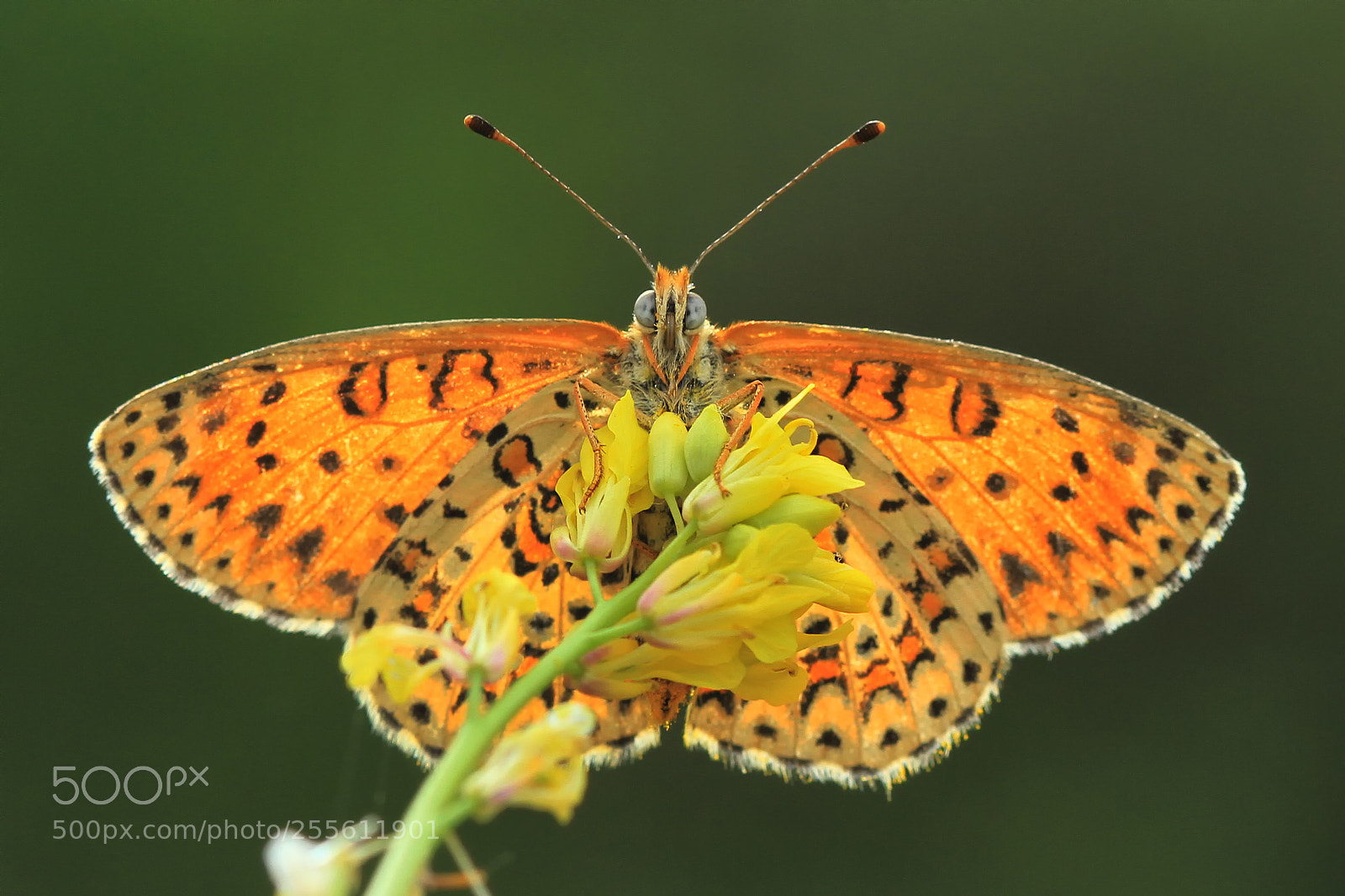 Canon EOS 7D sample photo. Melitaea trivia photography
