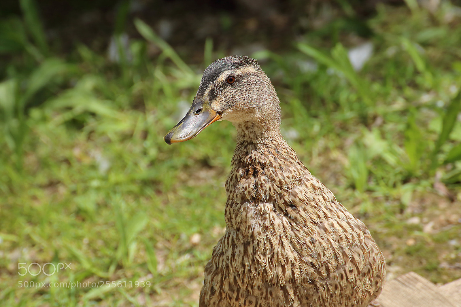 Canon EOS 750D (EOS Rebel T6i / EOS Kiss X8i) sample photo. Italian ducks photography