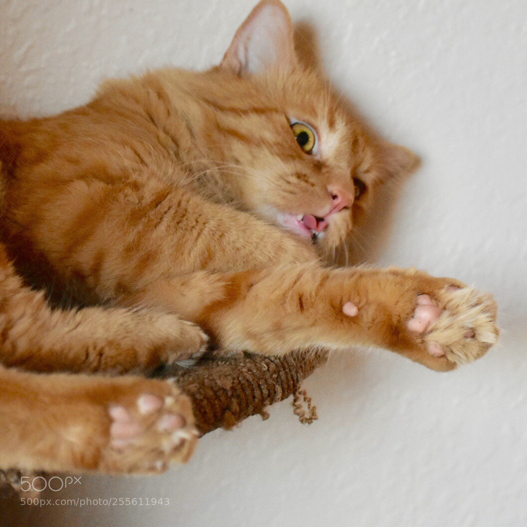 Nikon D3400 sample photo. Mushu kitty! photography