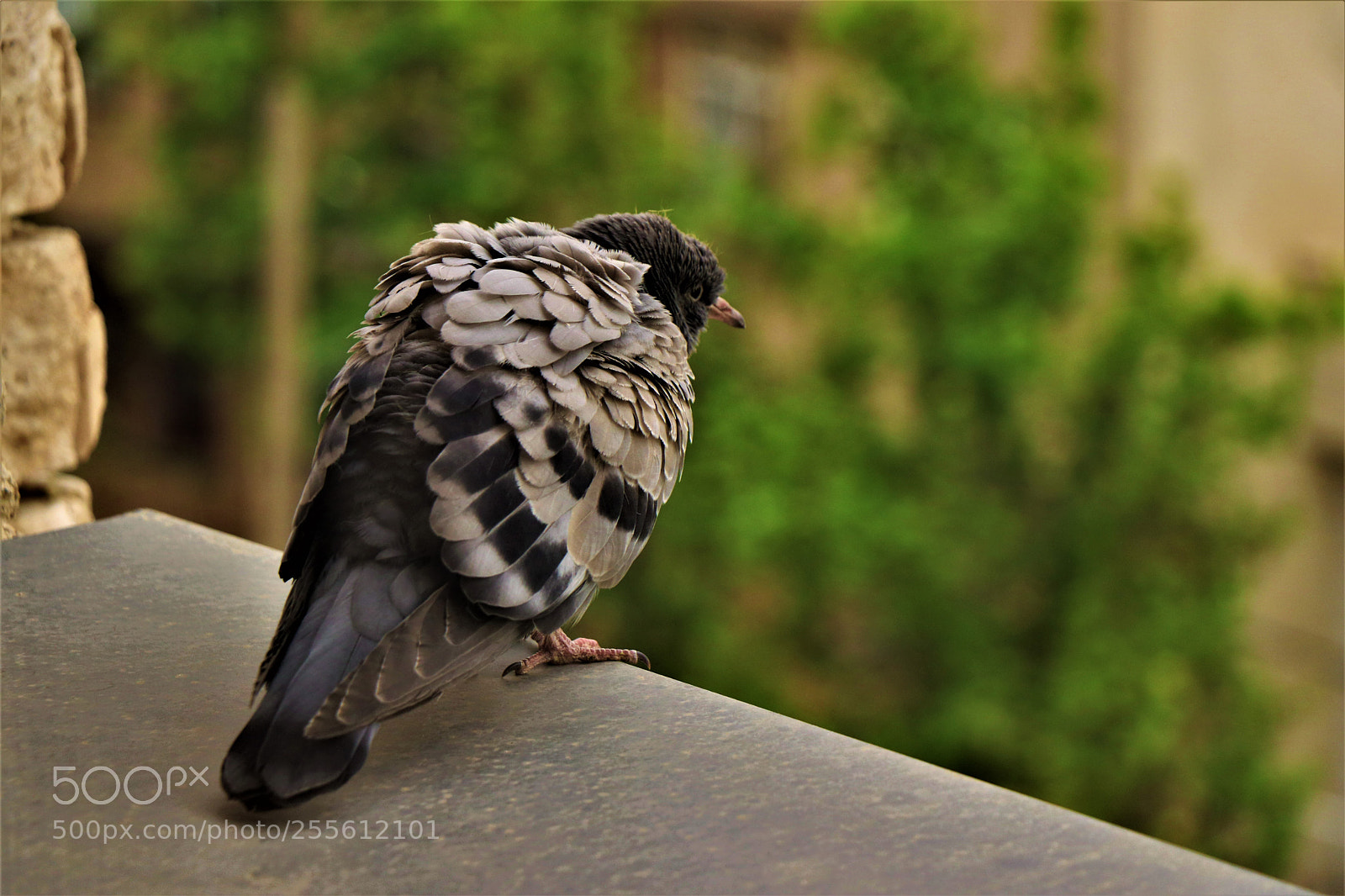 Canon EOS 80D sample photo. Unconfident bird photography