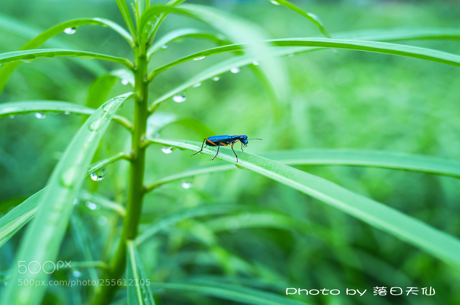 Nikon D90 sample photo. 春雨细无声 photography