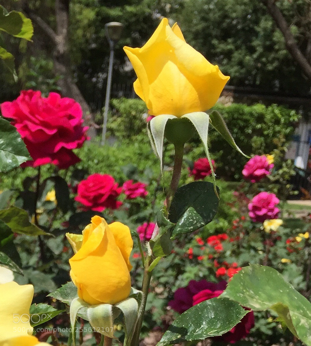 Apple iPhone 6 sample photo. Untitled photography
