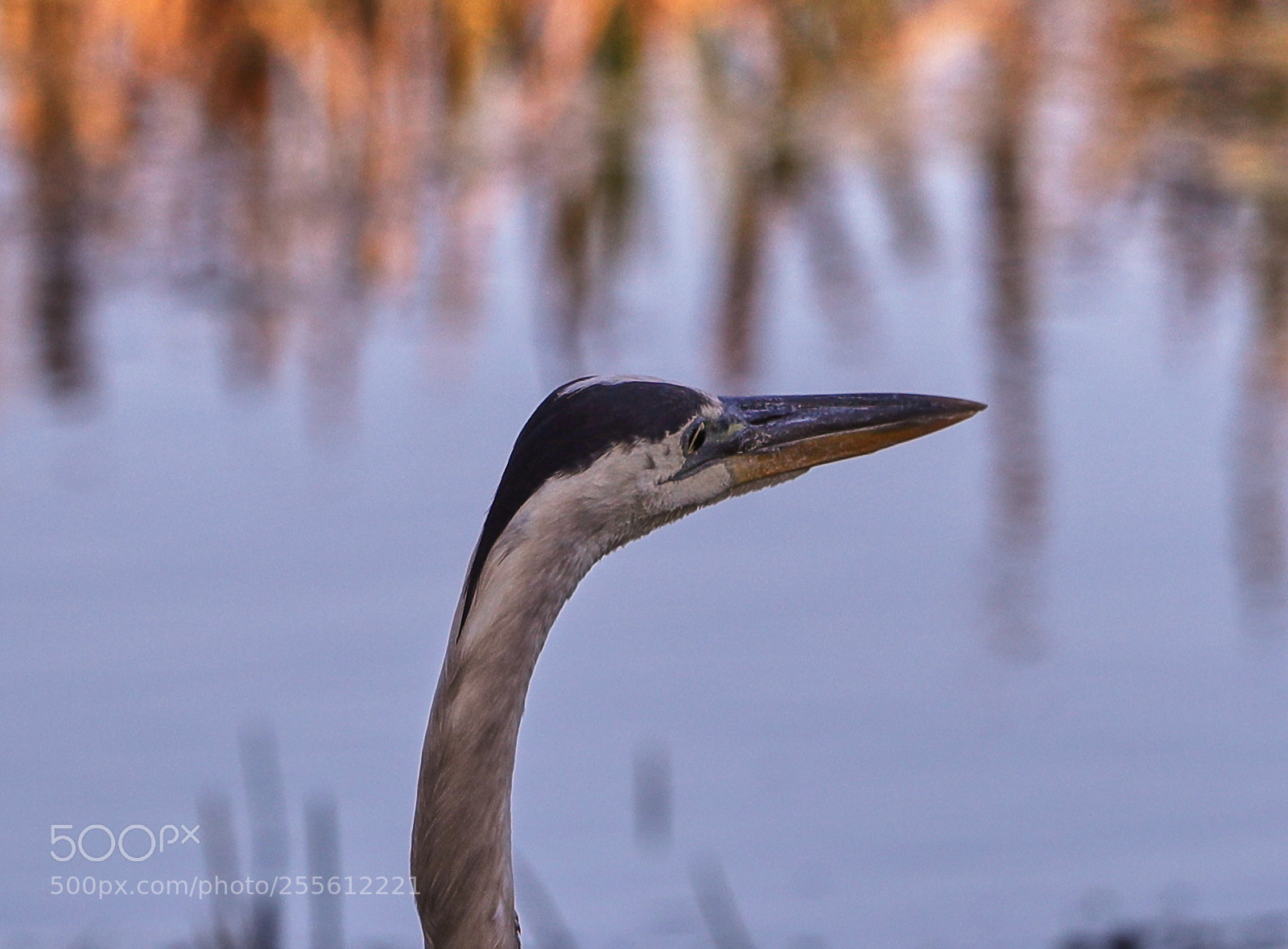 Canon EOS-1D X Mark II sample photo. 04-28-18-0015020.jpg photography