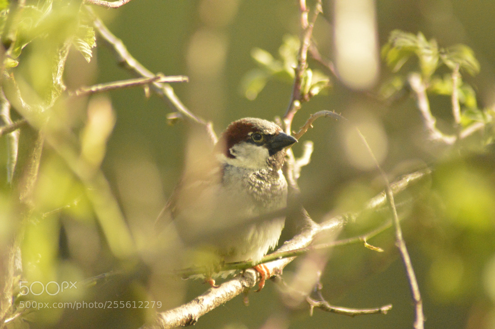 Nikon D3200 sample photo. Sparrow photography