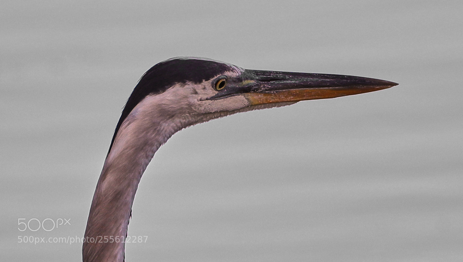 Canon EOS-1D X Mark II sample photo. 04-28-18-0015019.jpg photography