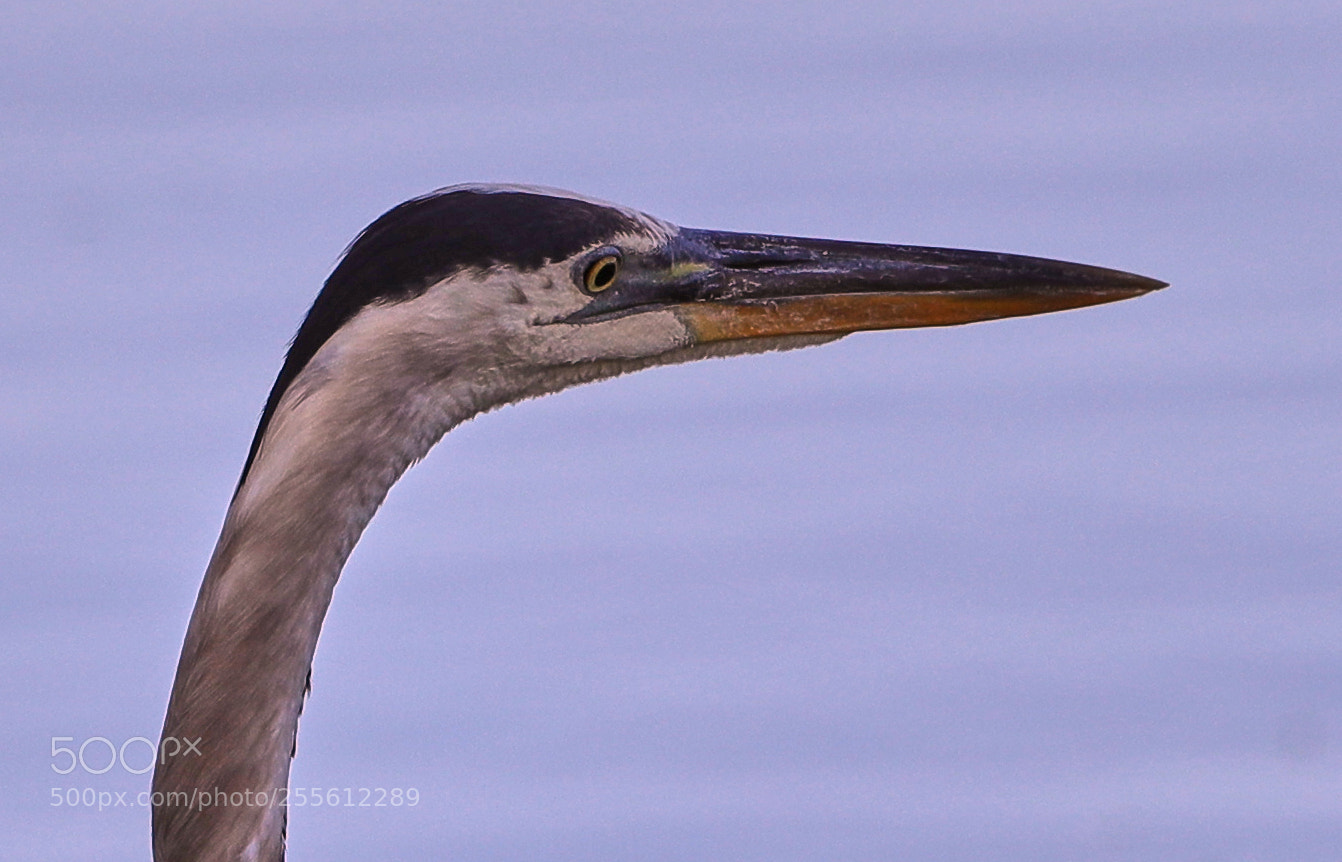 Canon EOS-1D X Mark II sample photo. 04-28-18-0015018.jpg photography