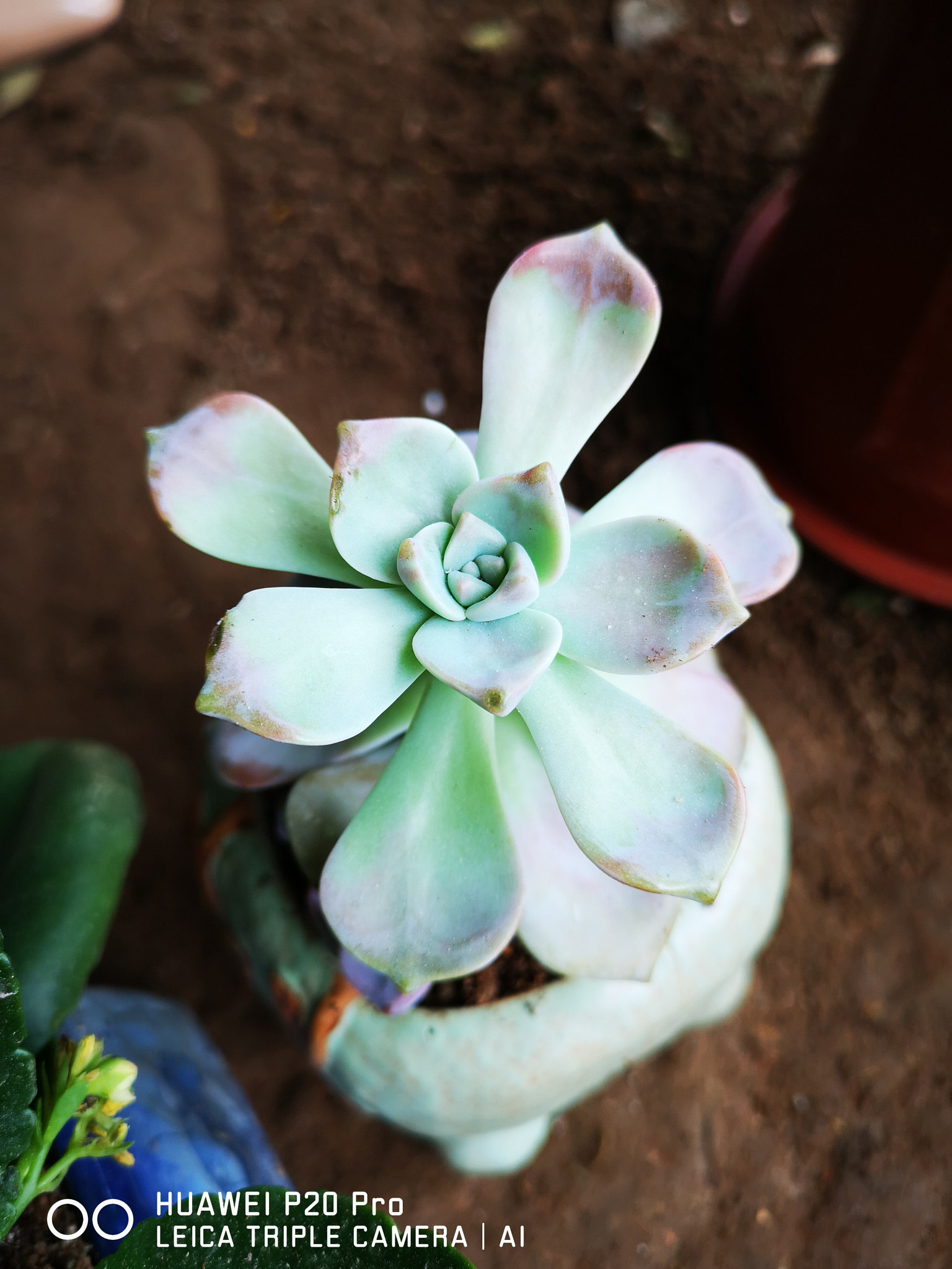 HUAWEI P20 Pro sample photo. 静态的生命 photography