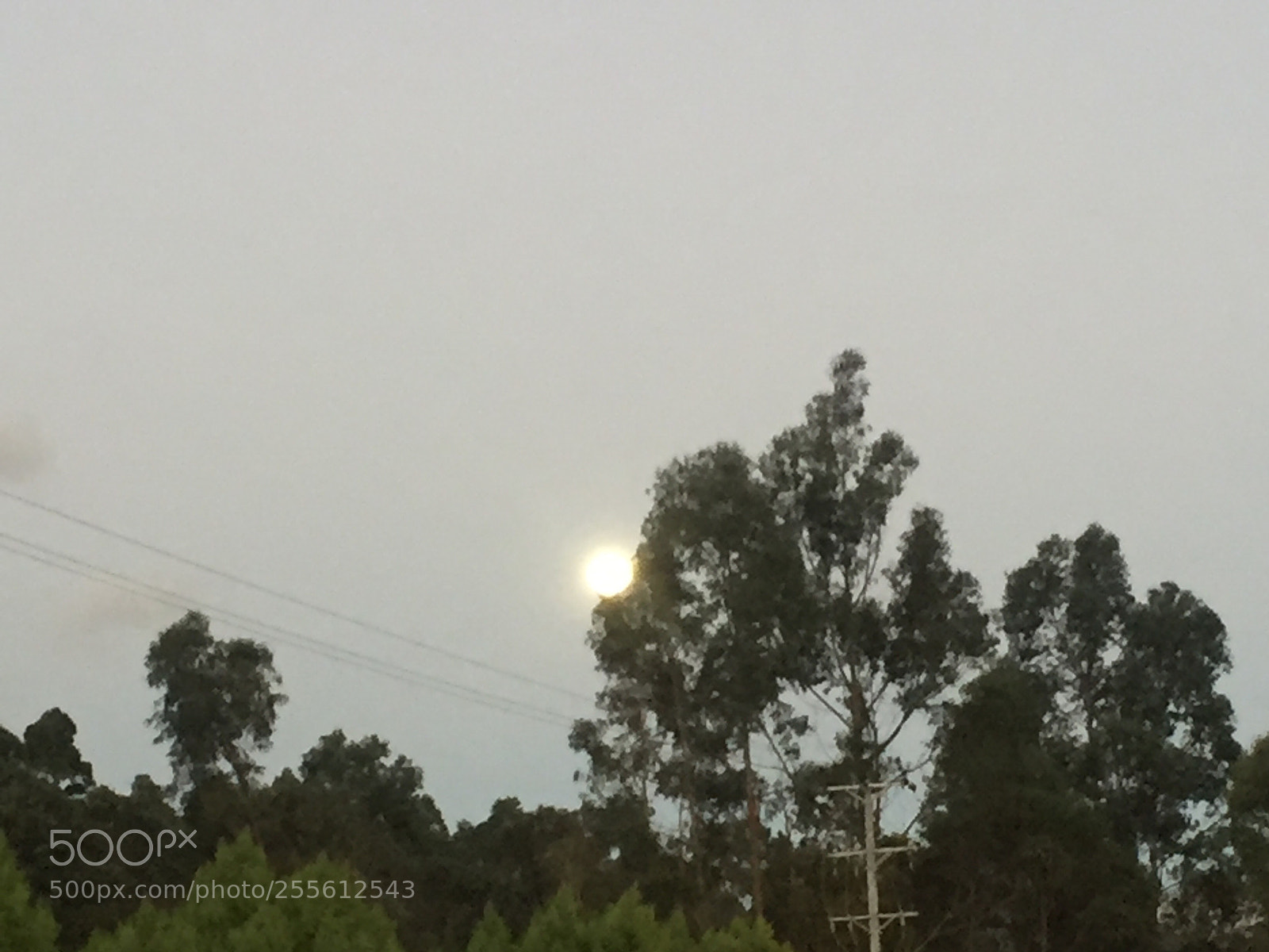 Apple iPhone 6 sample photo. Escondida tras un eucalipto  photography