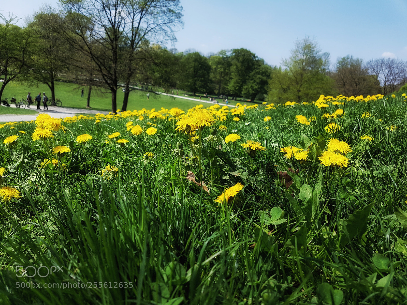 Samsung Galaxy S7 sample photo. Dandelion field photography