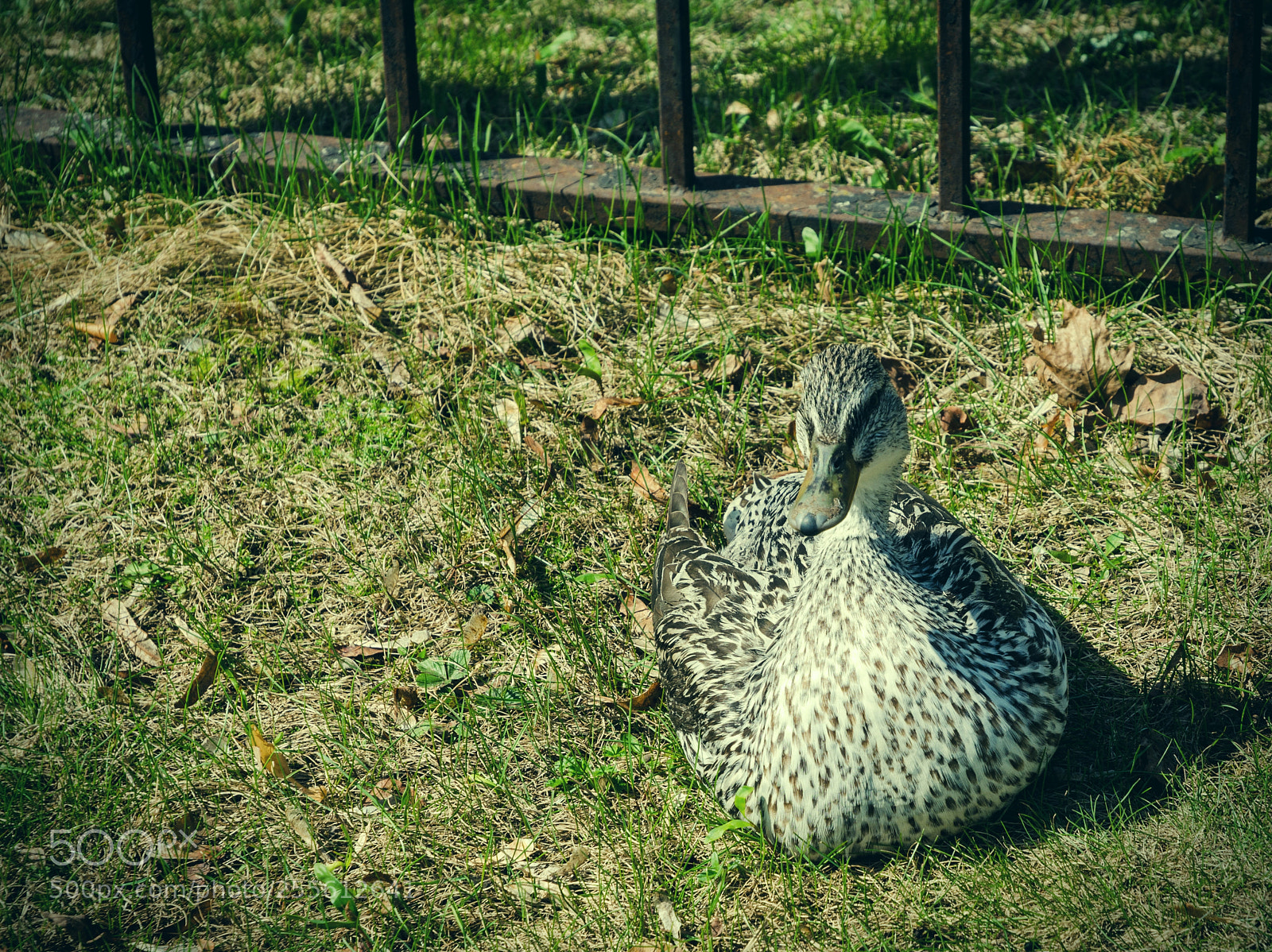 Nikon D5100 sample photo. 357 photography
