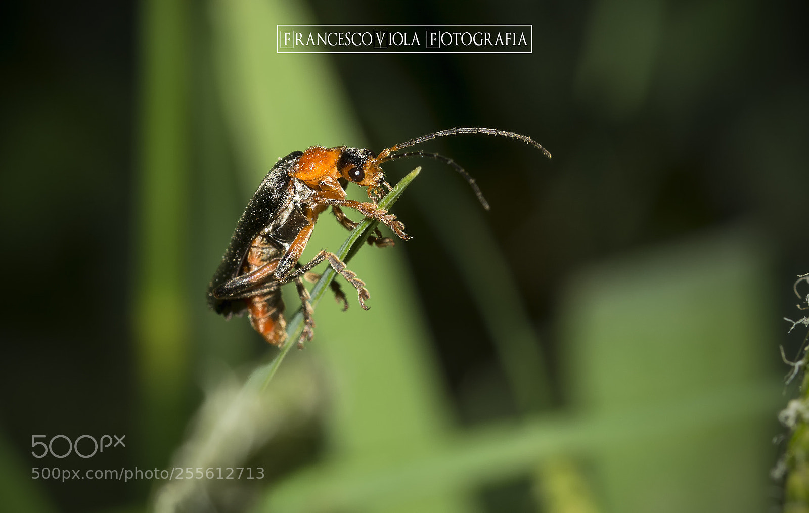 Nikon D7100 sample photo. Beetle photography