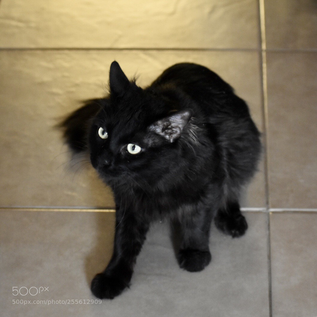 Nikon D3400 sample photo. Bagheera kitty, ready to photography