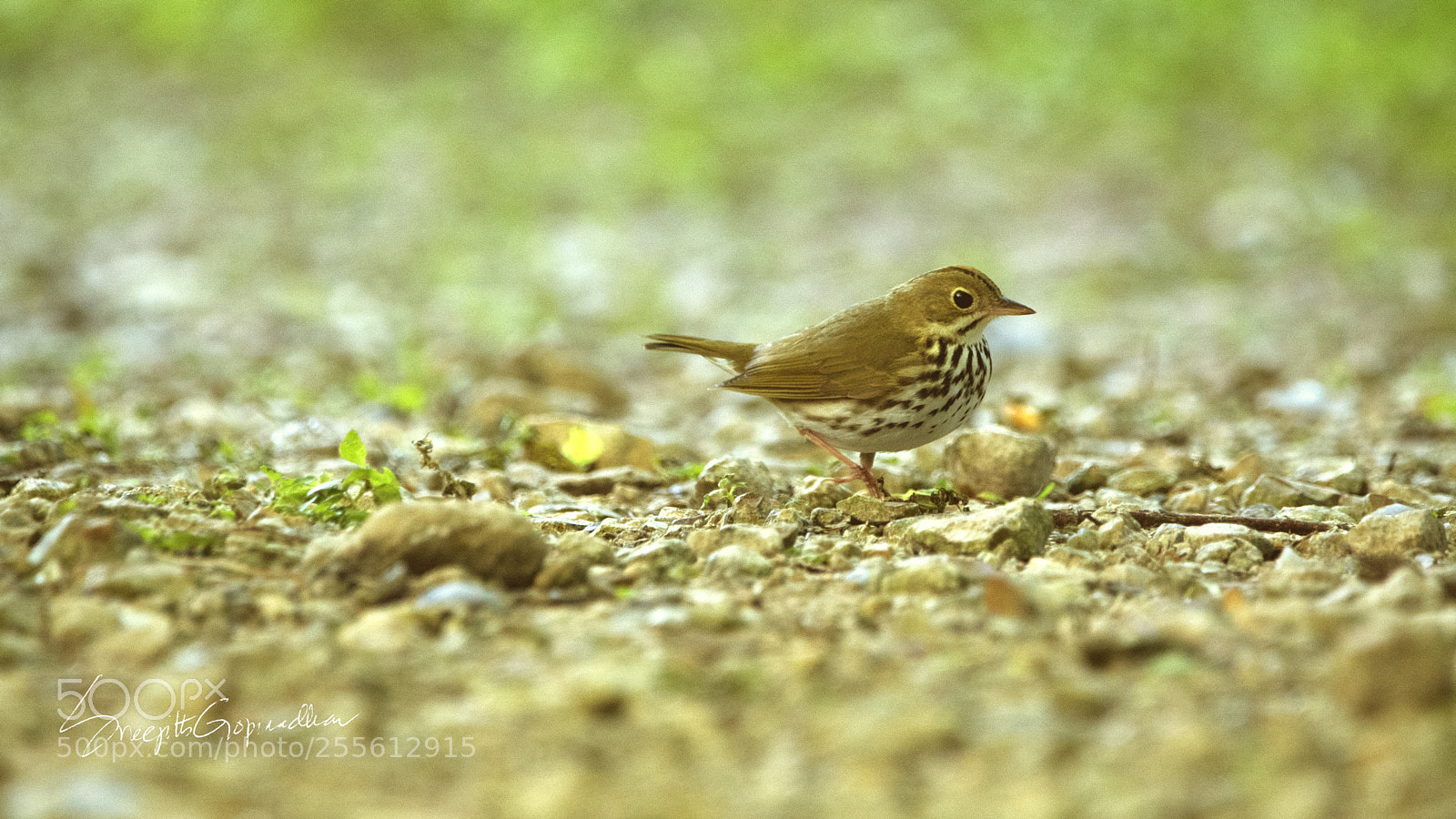 Nikon D7100 sample photo. Ovenbird photography